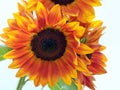 Sunflower Bunch Royalty Free Stock Photo