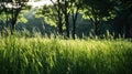 Backlit tall grass field with sunset light filtering through