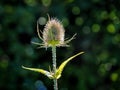 Backlit Teasel - Dipsacus Royalty Free Stock Photo