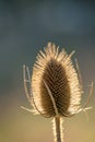 Backlit teasel head Dipsacus fullonum Royalty Free Stock Photo