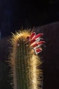 Backlit top of a torch cactus (oreocereus celsianus) with red flowers Royalty Free Stock Photo