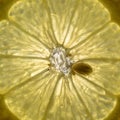 Backlit Translucent Lemon Segment Pattern