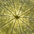 Backlit Translucent Lime Segment Pattern Royalty Free Stock Photo