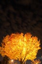 Backlit tree Royalty Free Stock Photo
