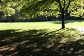 Backlit tree