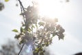Backlit tree branches with spring blossoms and bright sun in the sky Royalty Free Stock Photo