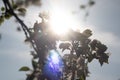 Backlit tree branches with spring blossoms and bright sun in the sky Royalty Free Stock Photo