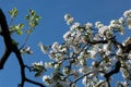 Backlit tree branches with spring blossoms and bright sun in the sky Royalty Free Stock Photo