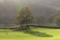 Backlit tree in meadow