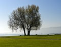 Backlit tree in a park