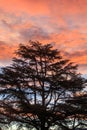 Backlit tree with reddish dawn in the background. Sunrise concept Royalty Free Stock Photo