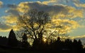 Backlit tree at sunset