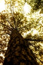 Backlit Tree Trunk and Folaige Royalty Free Stock Photo
