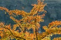Backlit tree with yellow, orange and red autumn colors Royalty Free Stock Photo