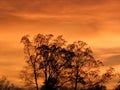 Backlit Trees against Orange Sunset Royalty Free Stock Photo