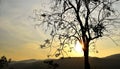 Backlit trees branches and sunset sky on evening time Royalty Free Stock Photo