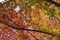 Backlit view of a maple tree turning colors in autumn Royalty Free Stock Photo