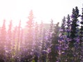 Backlit violet flower field Royalty Free Stock Photo