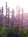 Backlit violet flower field Royalty Free Stock Photo
