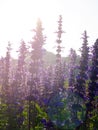 Backlit violet flower field Royalty Free Stock Photo