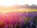 Backlit violet flower field Royalty Free Stock Photo