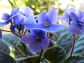 Backlit Violets in Bloom