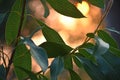 Backlit Waratah leaves with dappled sunlight Royalty Free Stock Photo