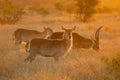 Backlit waterbuck antelopes - Kruger National Park Royalty Free Stock Photo