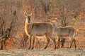 Backlit waterbuck antelopes, Kruger National Park, South Africa Royalty Free Stock Photo