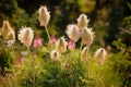 Backlit western anemone.  Manning Park, BC, Canada Royalty Free Stock Photo