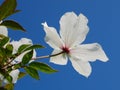 Backlit White Clematis Montana Flower