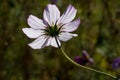 Backlit white field flower