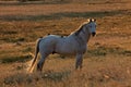 A backlit white horse in a field.