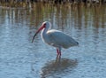 A Backlit White Ibis in a Texas Coastal Marsh