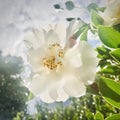 Backlit white rose flower, square photo.