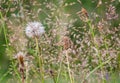 Backlit wild grasses and dendelions on a summers day Royalty Free Stock Photo