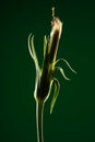 Backlit wilting flower with seeds