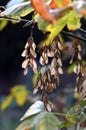 Backlit winged dried maple seeds hanging from a tree branch in autumn Royalty Free Stock Photo