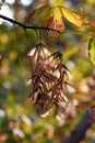 Backlit winged dried maple seeds hanging from a tree branch in autumn Royalty Free Stock Photo