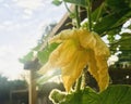 Backlit winter squash flowers are yellow star-shaped, in the vegetable garden.