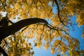 Backlit yellow autumn leaves Royalty Free Stock Photo