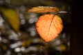 Backlit yellow and orange autumnn leave