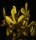 Backlit Yellow Orchid