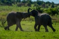 Backlit young elephants play fighting on grass