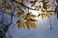 backlit young foliage