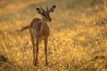 Backlit young male impala stands eyeing camera