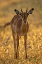 Backlit young male impala stands facing camera