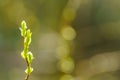 Backlit young willow leaves in spring with bokeh background
