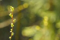 Backlit young willow leaves in spring with bokeh background