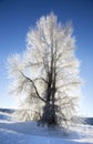 Backlite cottonwood tree with ice on branches in winter with snow on ground Royalty Free Stock Photo